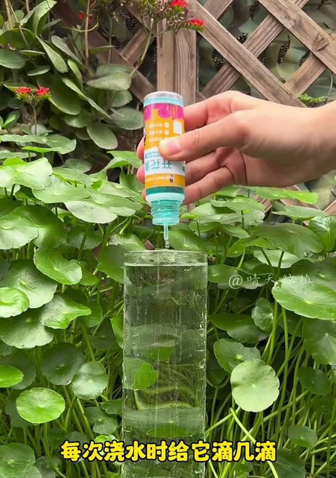 君子兰开花后多久可以进行浇水保养？