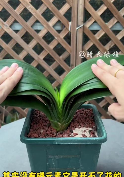 君子兰开花后多久可以进行浇水保养？