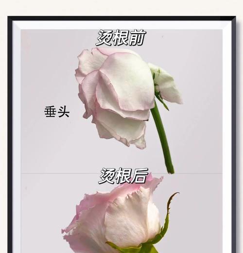 拉开的玫瑰花如何养护？怎样使其恢复生机？