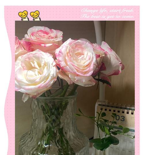 拉开的玫瑰花如何养护？怎样使其恢复生机？