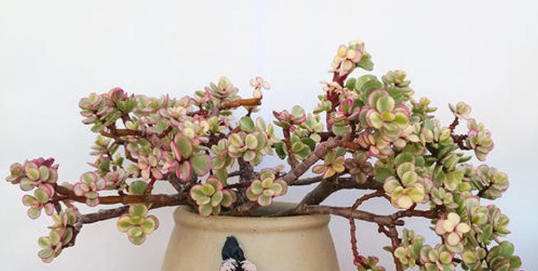 玫瑰花聚宝盆如何养护才能更美观？有哪些技巧？