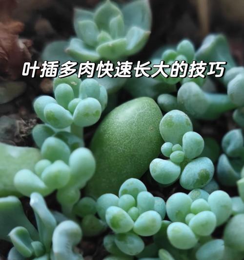 玫瑰花聚宝盆如何养护才能更美观？有哪些技巧？