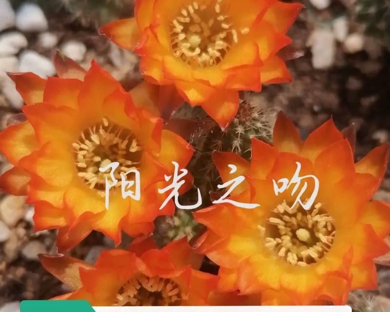 白檀鞭炮仙人球的养殖方法及注意事项？