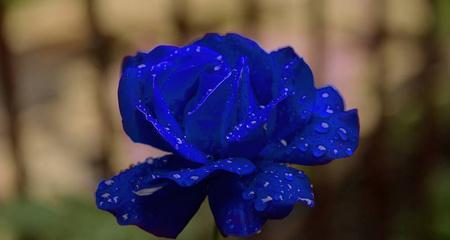薯片玫瑰花蓝色品种有何特点？这种颜色的玫瑰花有何寓意？