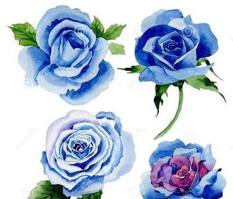 薯片玫瑰花蓝色品种有何特点？这种颜色的玫瑰花有何寓意？