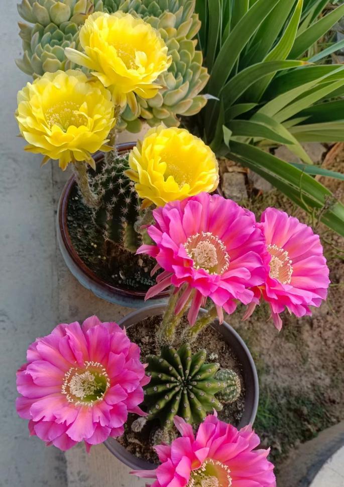 白月光仙人球如何才能开花？养殖过程中需要注意什么？