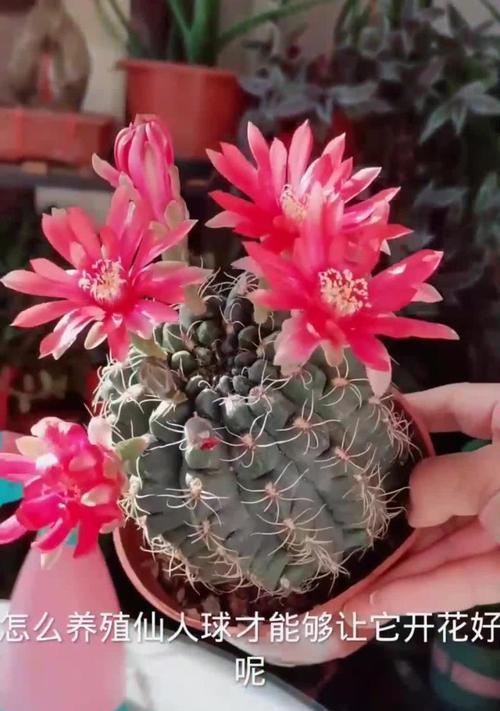 白月光仙人球如何才能开花？养殖过程中需要注意什么？