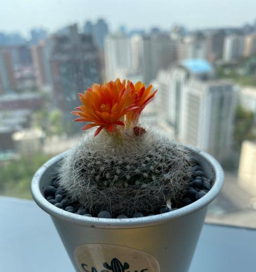 白月光仙人球如何才能开花？养殖过程中需要注意什么？