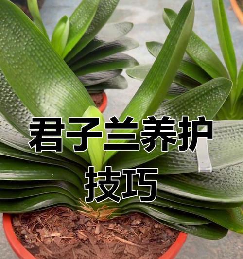 沙石土适合养君子兰吗？如何正确养护？
