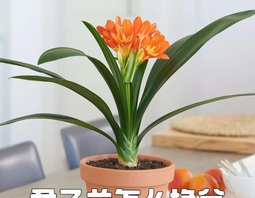 沙石土适合养君子兰吗？如何正确养护？
