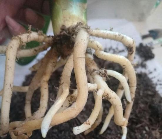 松针松果种植君子兰的步骤是什么？