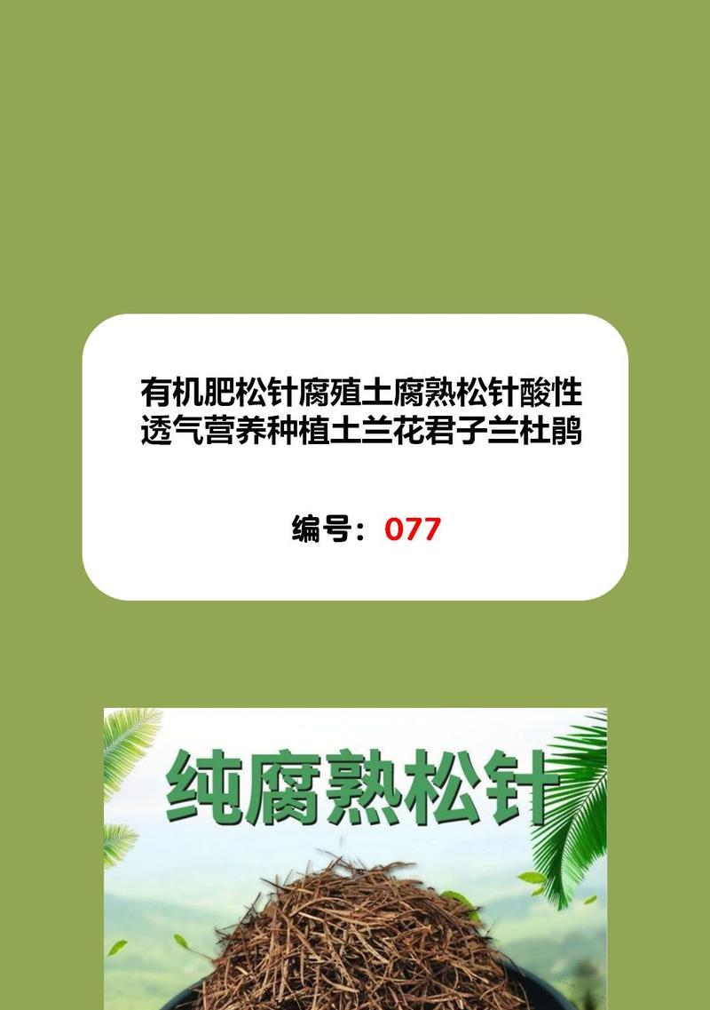 松针松果种植君子兰的步骤是什么？