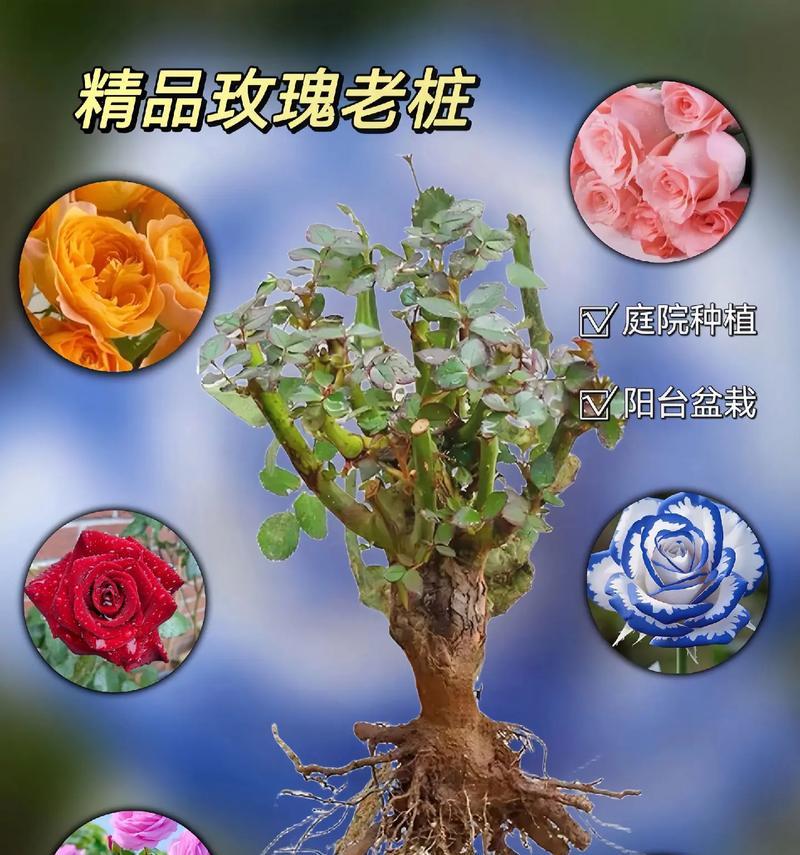 玫瑰花如何正确种植在土里？种植玫瑰花的步骤是什么？