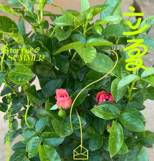 玫瑰花如何正确种植在土里？种植玫瑰花的步骤是什么？