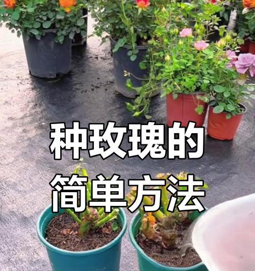 玫瑰花如何正确种植在土里？种植玫瑰花的步骤是什么？