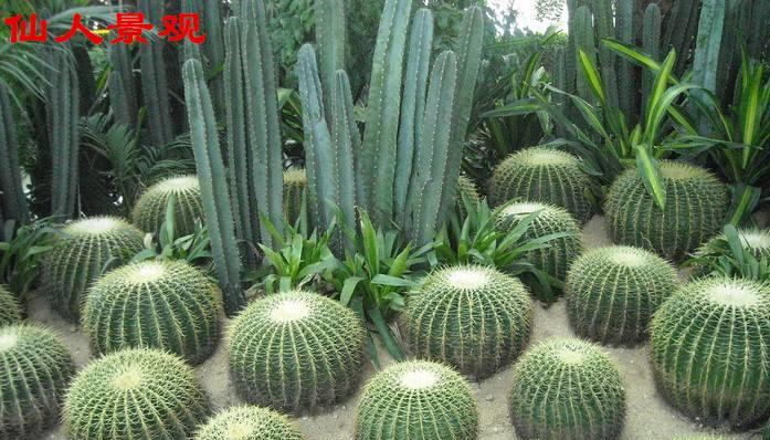 金虎仙人球生长缓慢怎么办？哪种肥料最适宜？