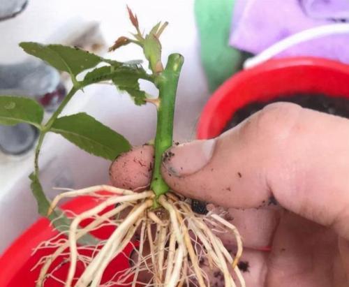 扦插玫瑰花和月季花的正确方法是什么？