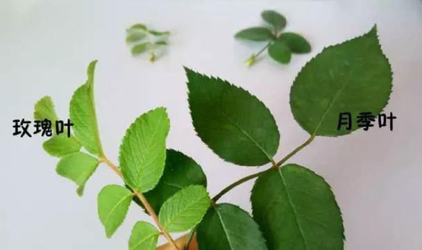 扦插玫瑰花和月季花的正确方法是什么？