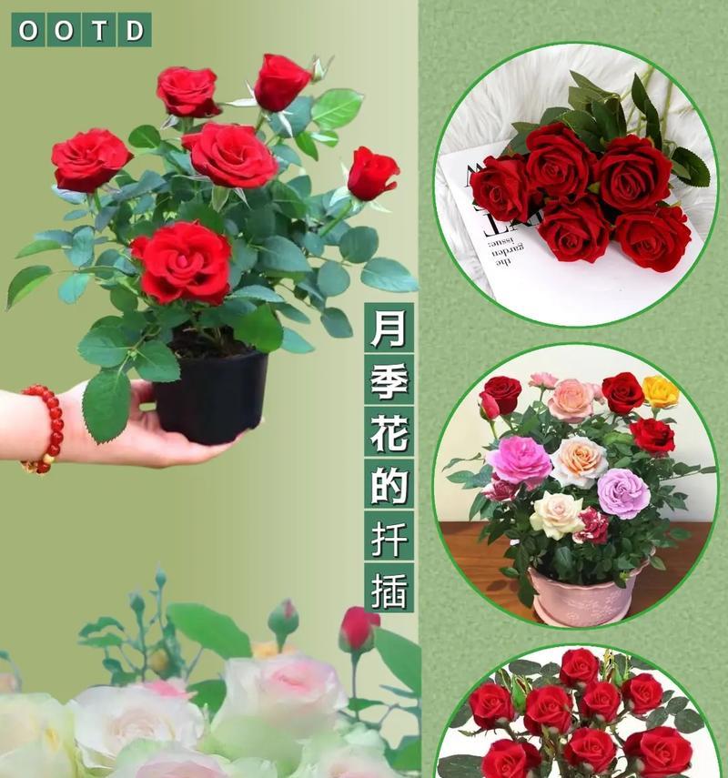 扦插玫瑰花和月季花的正确方法是什么？
