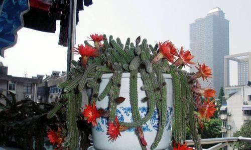 木屑种仙人球怎么种植的？具体步骤是什么？