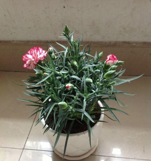 木屑种仙人球怎么种植的？具体步骤是什么？