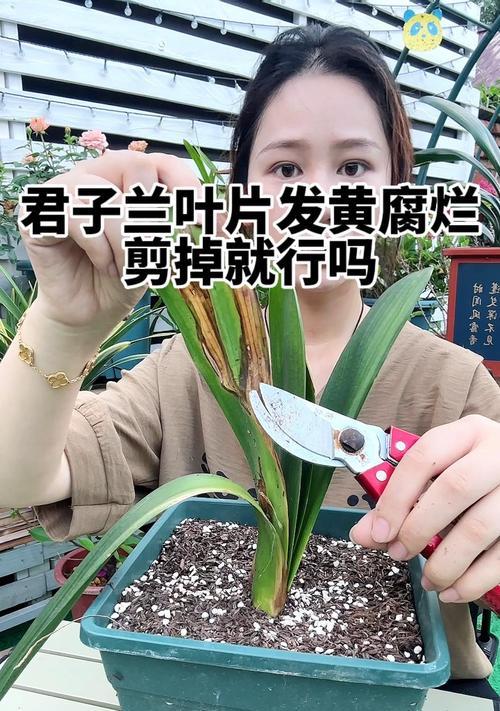 君子兰叶片发黄焦边的原因及解决方法？