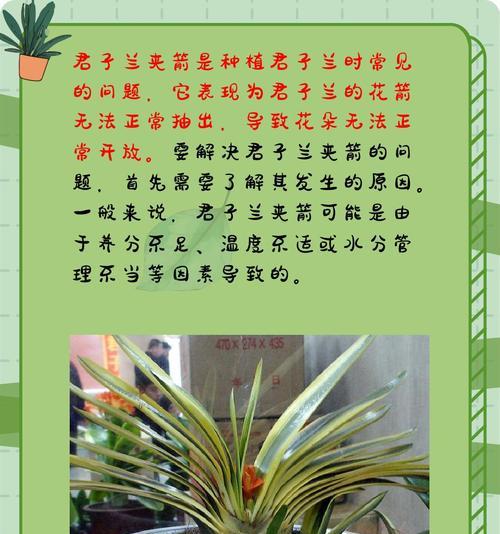 哪种君子兰品种不易发生夹箭现象？