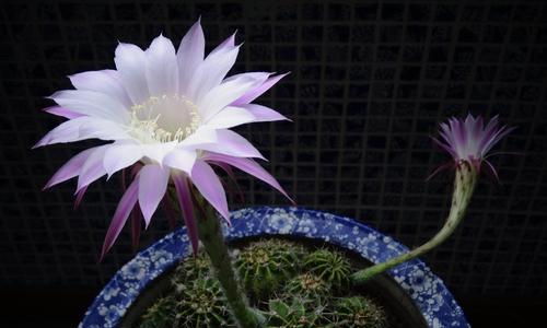 红牛瓶养仙人球怎样才能开花？养护要点有哪些？