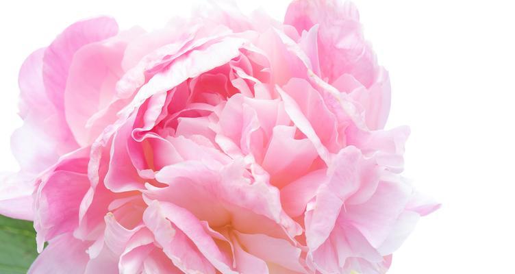 大瓣粉色牡丹花的养护和管理方法是什么？有哪些要点？