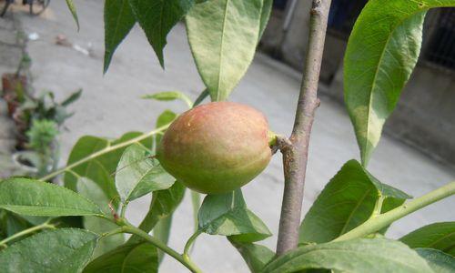 君子兰玩狮子的养护方法有哪些？