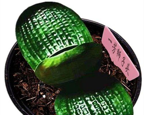 君子兰玩狮子的养护方法有哪些？