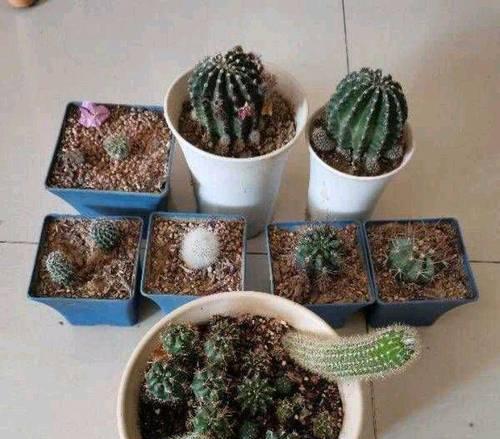新买的仙人球应该怎样栽种到花盆里？