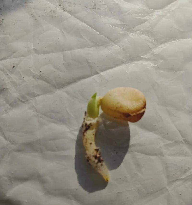 抹头君子兰憋芽需要多长时间？