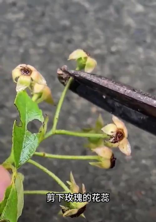 玫瑰花粗根苗培养方法是什么？