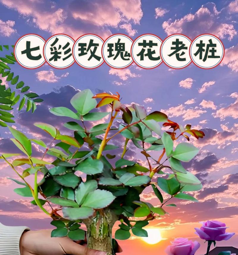 玫瑰花粗根苗培养方法是什么？