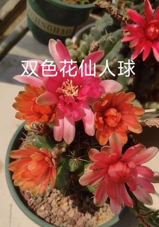 双色花仙人球的种植步骤是什么？如何进行种植？