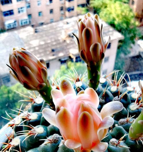 双色花仙人球的种植步骤是什么？如何进行种植？