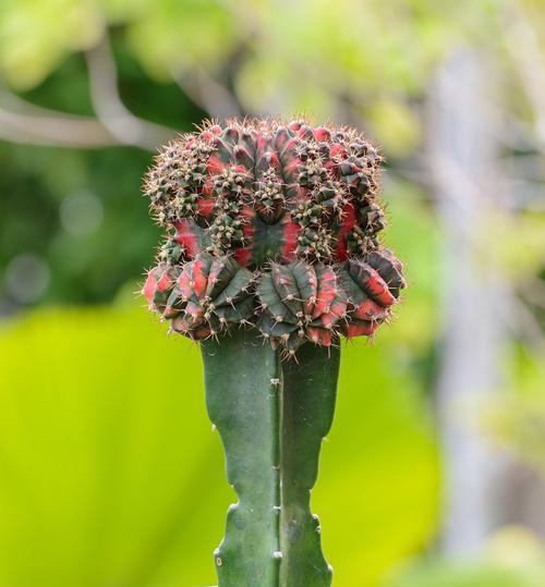 大号仙人掌花盆种植技巧有哪些？