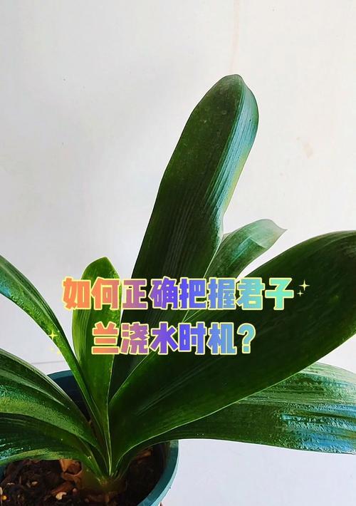 君子兰大量种植的浇水和养护技巧？