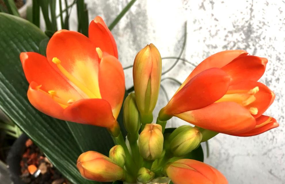 君子兰大量种植的浇水和养护技巧？