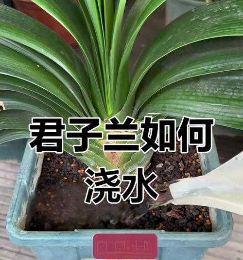 君子兰大量种植的浇水和养护技巧？
