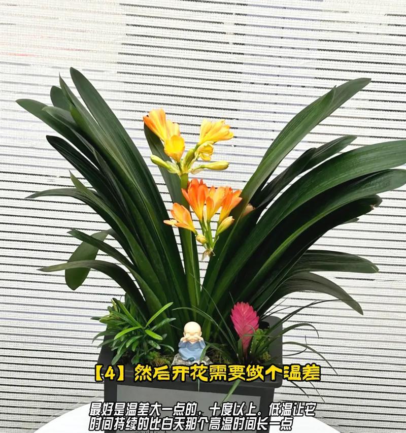 君子兰喜阳光如何正确养护？