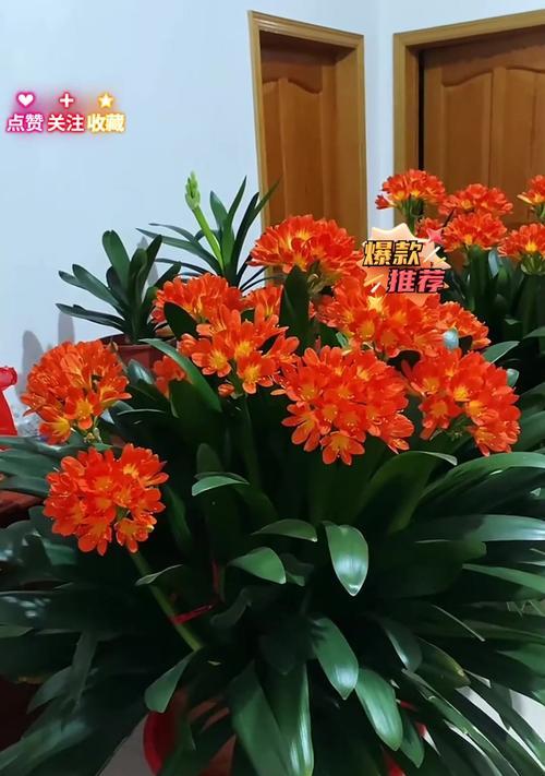 君子兰喜阳光如何正确养护？