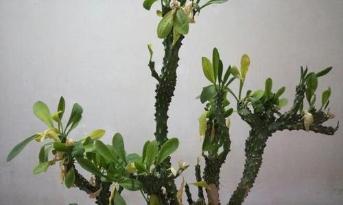 仙人掌叶子抽中后如何防止枯萎？