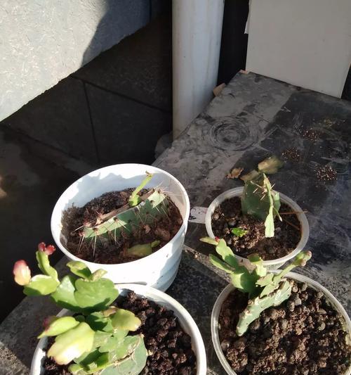 仙人掌叶子抽中后如何防止枯萎？