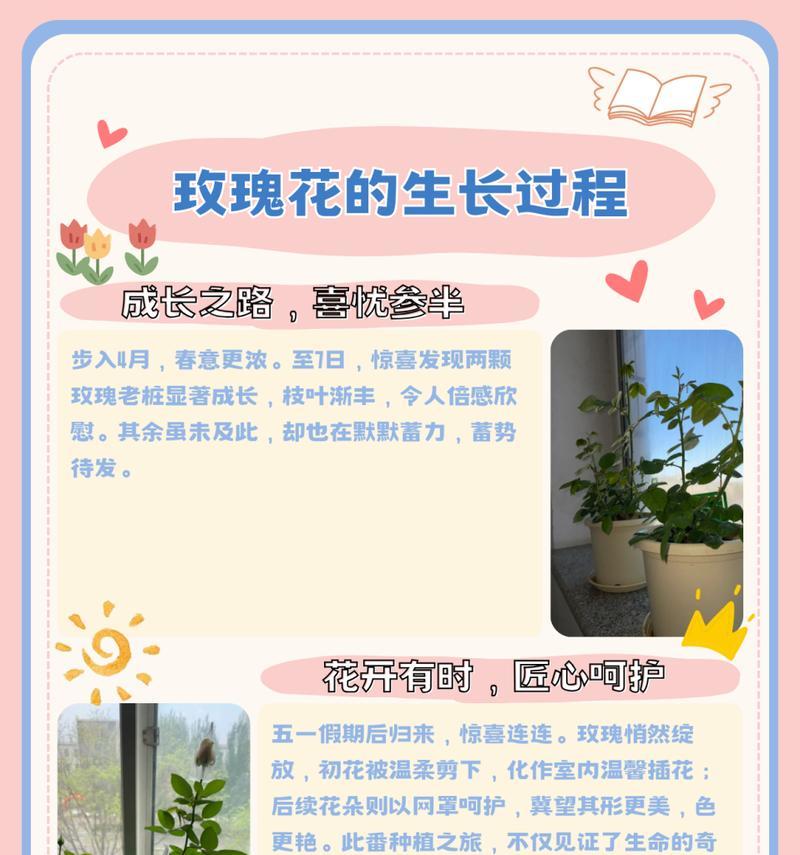 室内小花园玫瑰花的养殖技巧是什么？