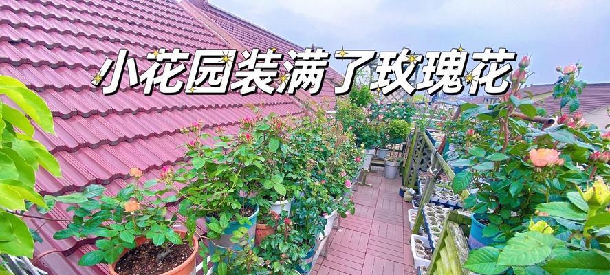 室内小花园玫瑰花的养殖技巧是什么？