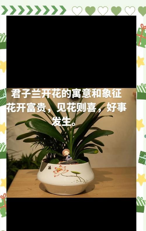 君子兰八方来财的养护与管理方法是什么？