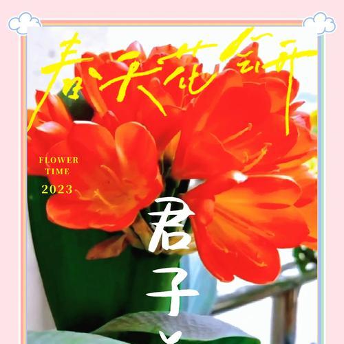 君子兰八方来财的养护与管理方法是什么？