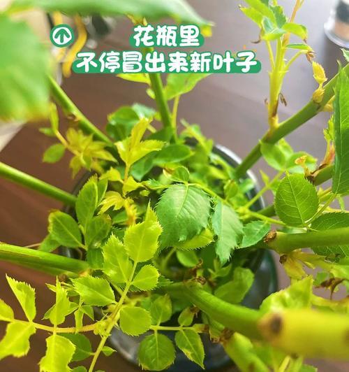 单枝玫瑰假花的养护技巧有哪些？如何使其保持长久？